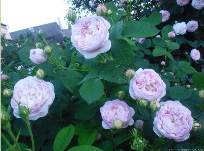 Duchesse de Montebello'2.jpg