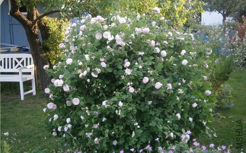 Duchesse de Montebello'3.jpg