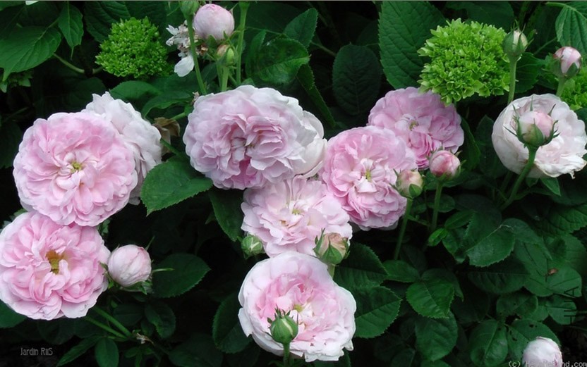 Duchesse de Montebello'4.jpg