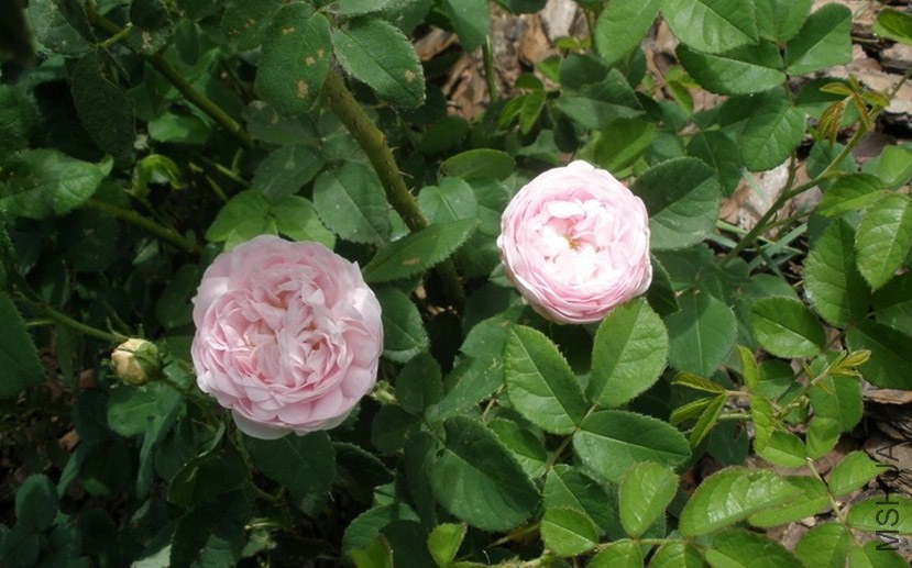 Duchesse de Montebello'5.jpg