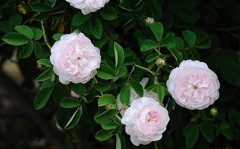 Duchesse de Montebello'6.jpg