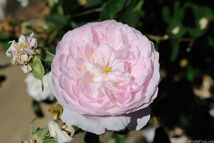 Duchesse de Montebello'7.jpg
