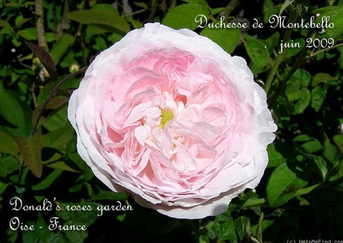 Duchesse de Montebello'8.jpg