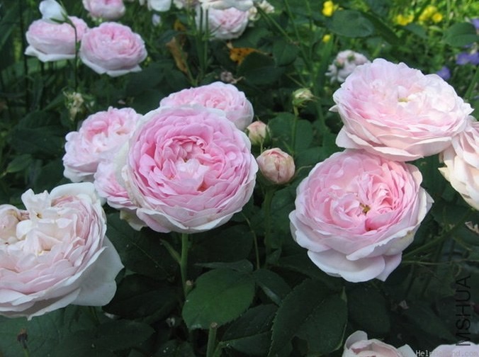 Duchesse de Montebello'9.jpg