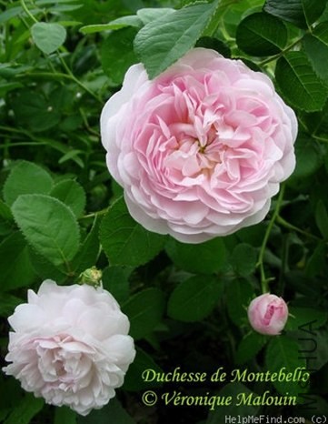 Duchesse de Montebello'91.jpg