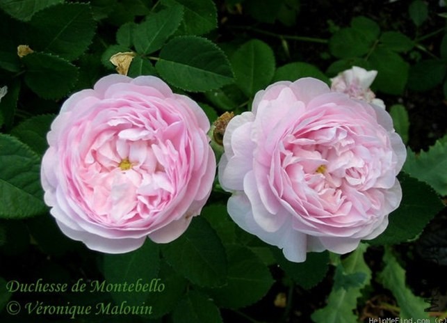Duchesse de Montebello'92.jpg