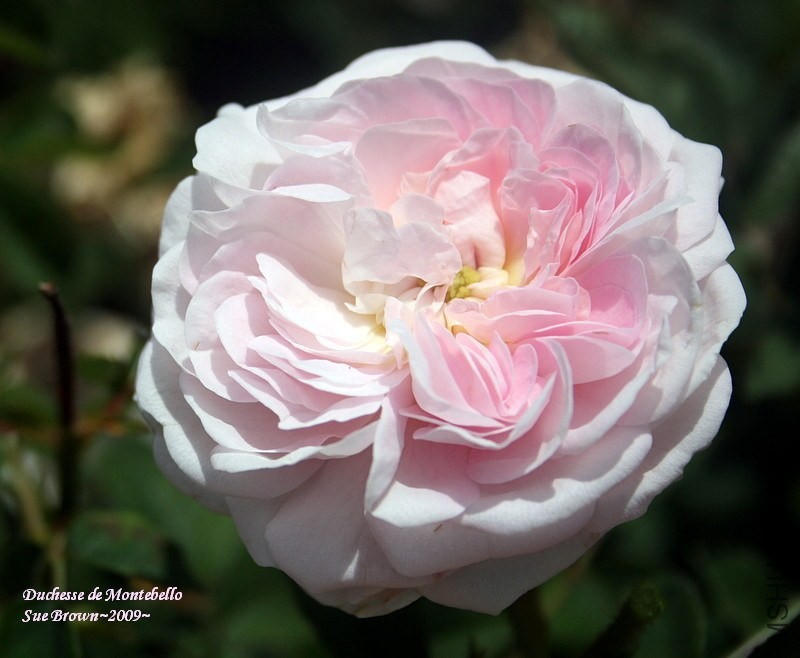 Duchesse de Montebello' 98.jpg