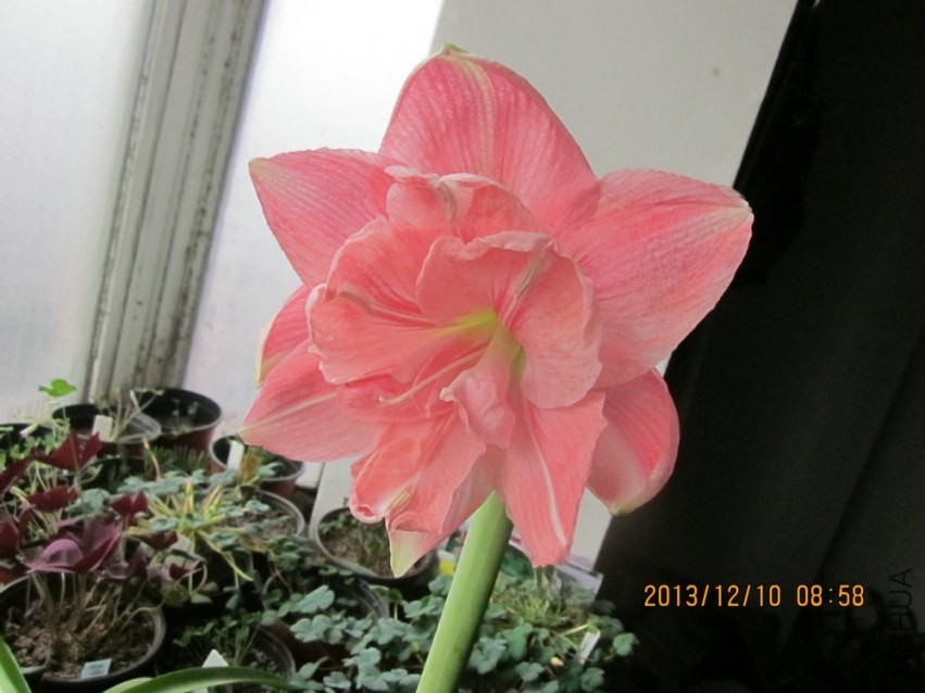IMG_2420.JPG