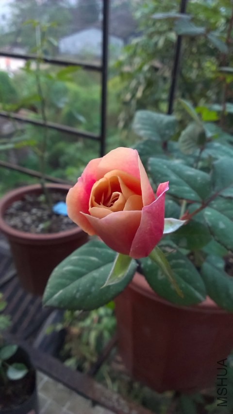 IMAG0286.jpg