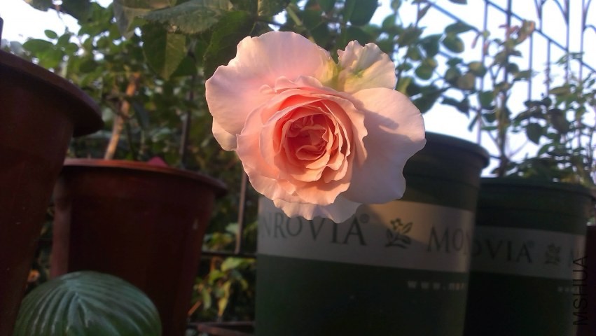 IMAG0292.jpg