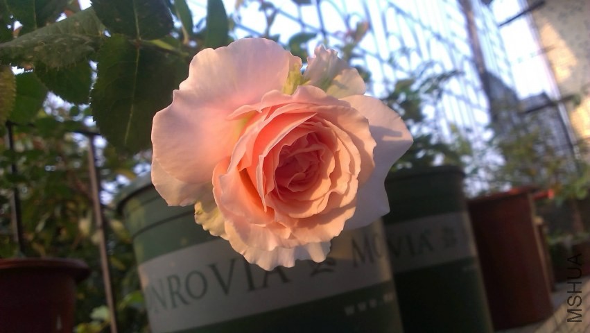 IMAG0294.jpg