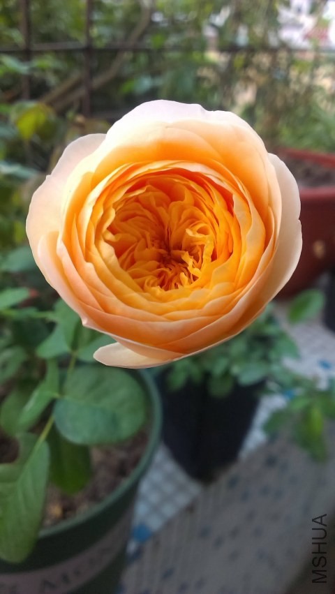 IMAG0305.jpg