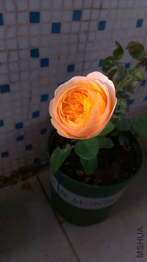 IMAG0311.jpg