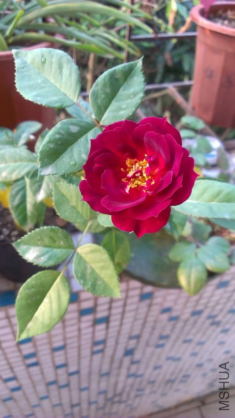 IMAG0310.jpg
