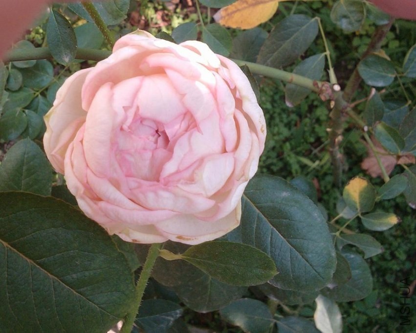 IMG20130929102742.jpg