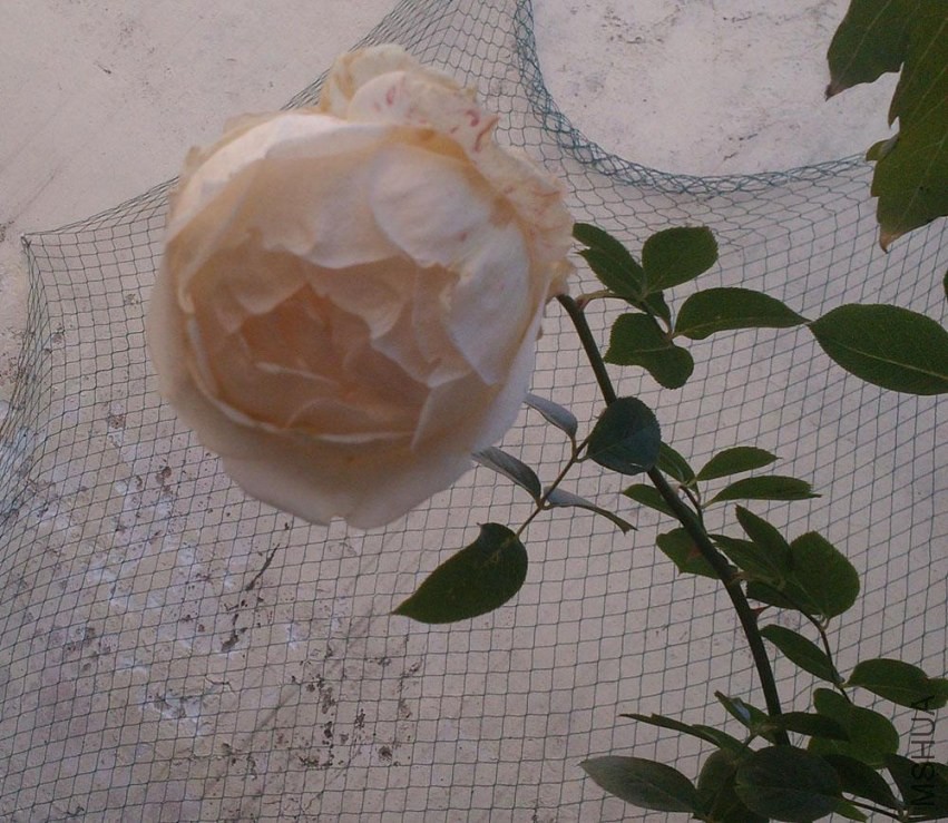 IMG20131119084917.jpg