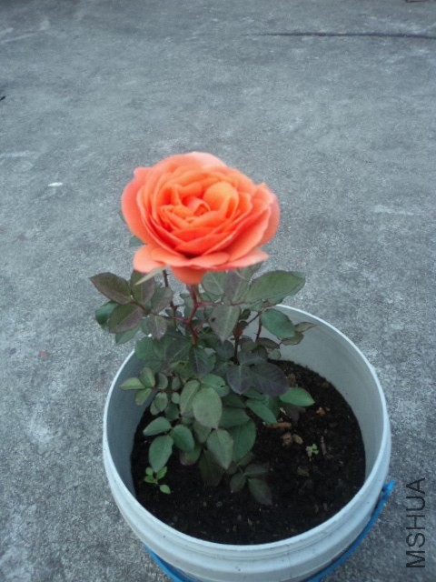 DSC01275.JPG