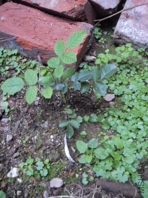 DSC01285.JPG
