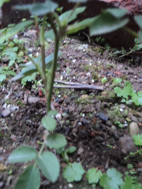 DSC01287.JPG