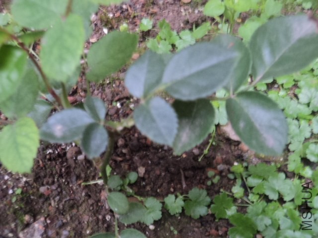 DSC01288.JPG
