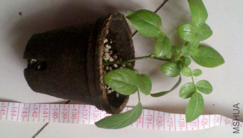 2013-12-08_13-04-38_843.jpg