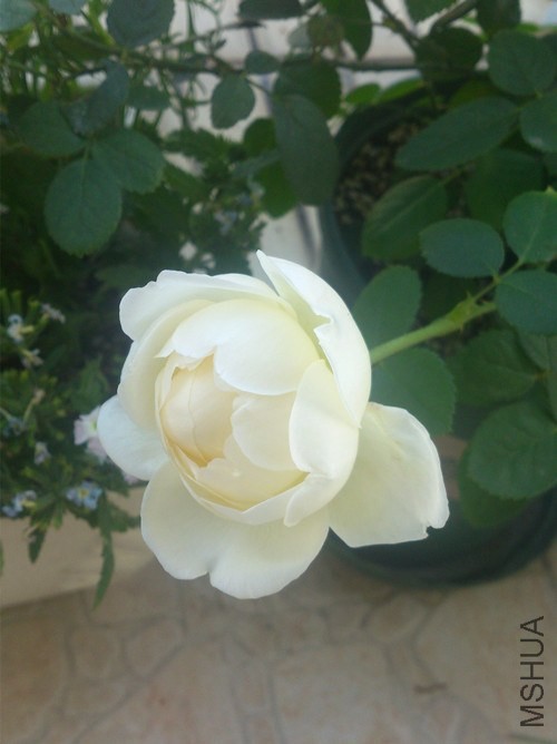 DSC_0383_����_����.jpg