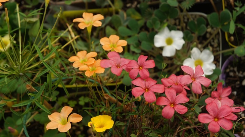 DSC04600.jpg