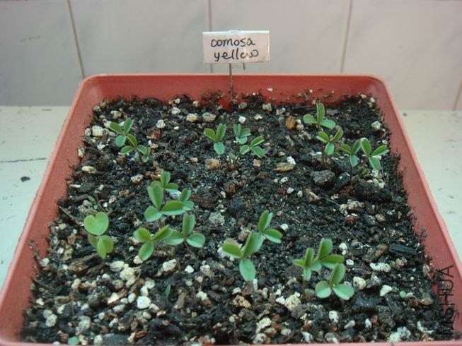 ������С DSC05285.JPG