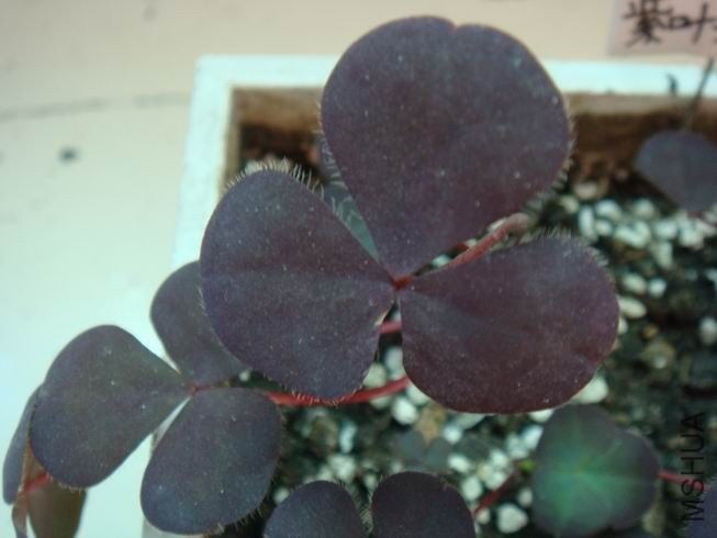 ������С DSC05288.JPG