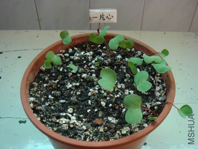 ������С DSC05289.JPG