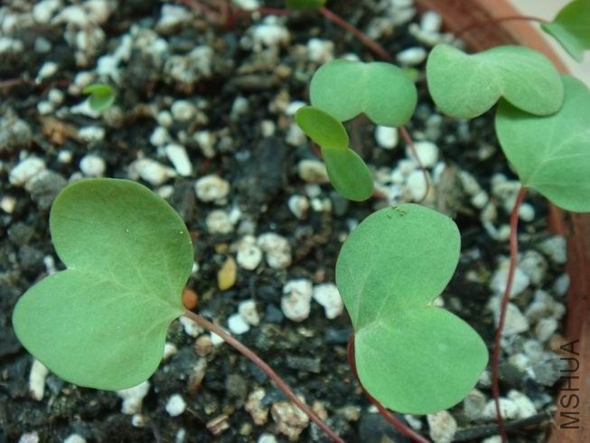 ������С DSC05290.JPG