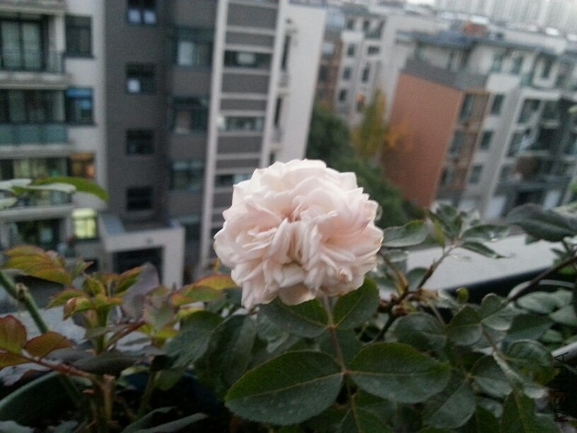 20131125_170902_resized.jpg