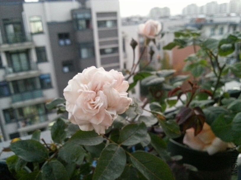 20131125_170922_resized.jpg
