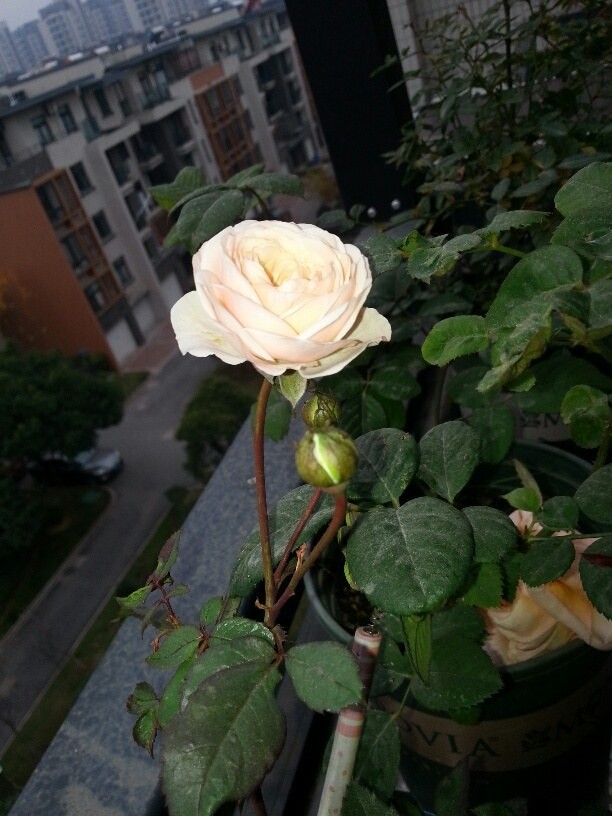 20131127_080136_resized.jpg