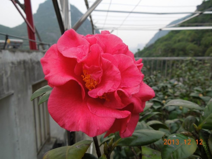 ������С DSCN0436.JPG
