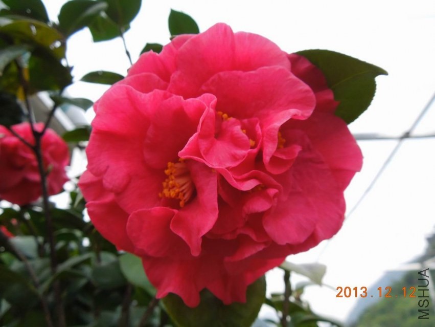 ������С DSCN0431.JPG