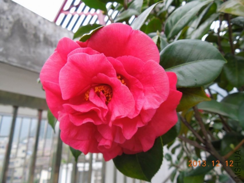 ������С DSCN0433.JPG