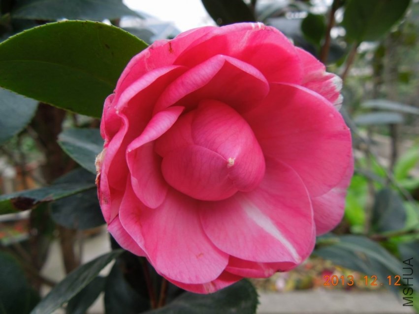 ������С DSCN0487.JPG