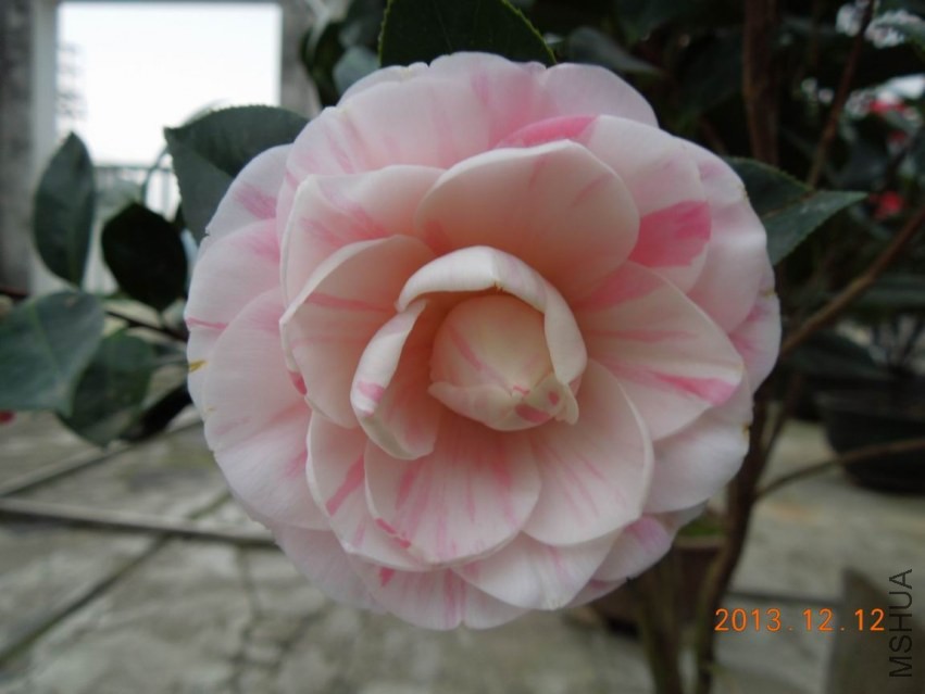 ������С DSCN0404.JPG