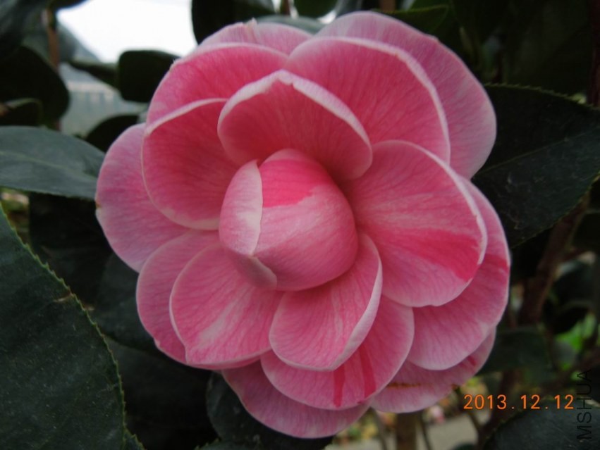 ������С DSCN0406.JPG