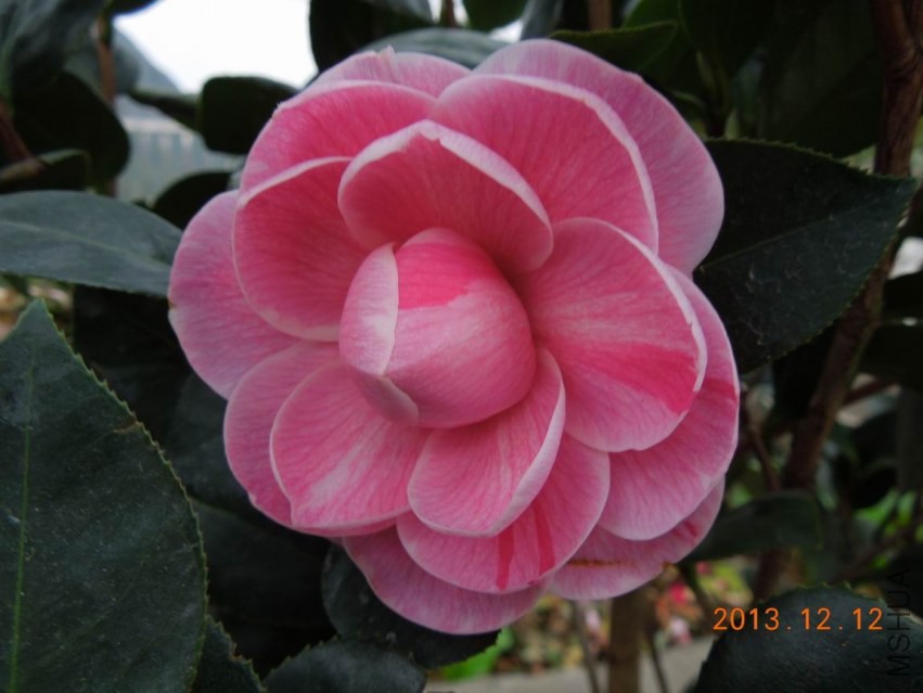 ������С DSCN0407.JPG