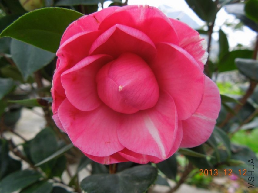 ������С DSCN0411.JPG