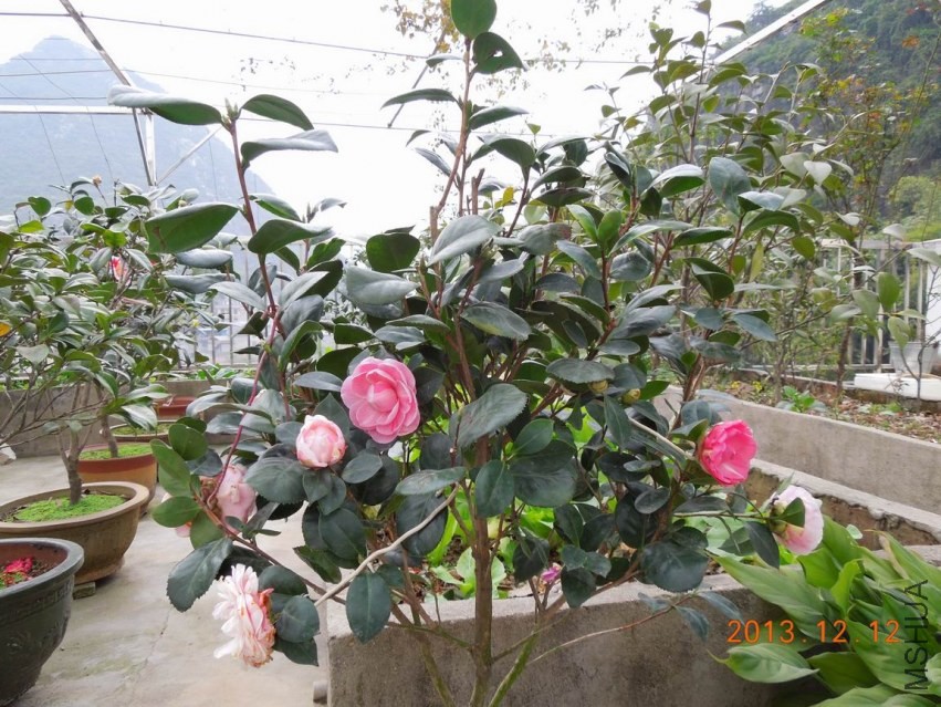 ������С DSCN0414.JPG