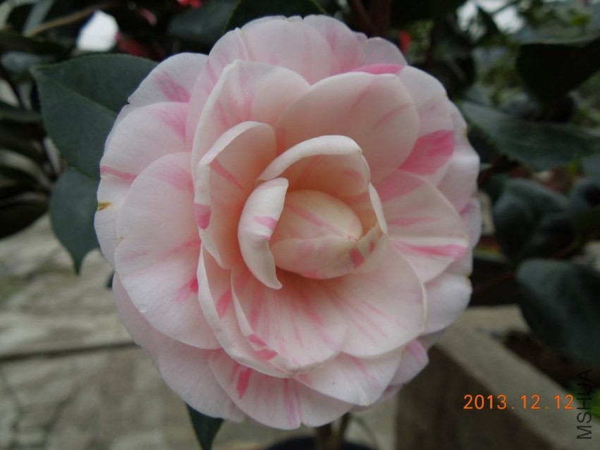 ������С DSCN0483.JPG