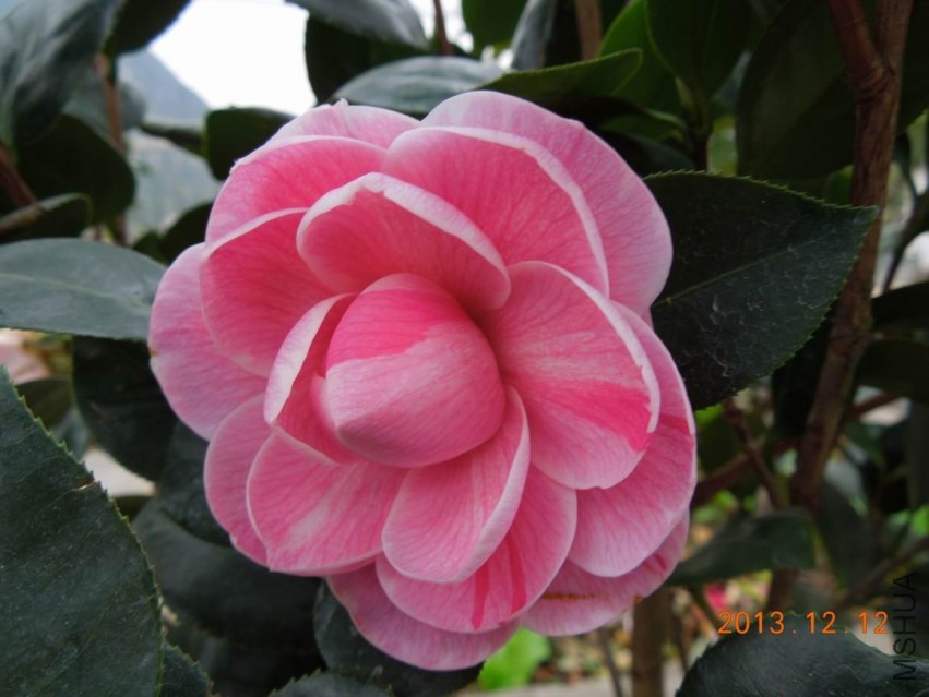 ������С DSCN0484.JPG