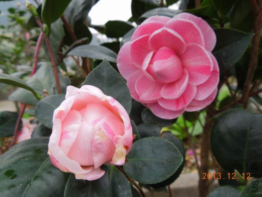 ������С DSCN0486.JPG