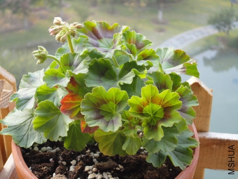 ������ǰ���ô��