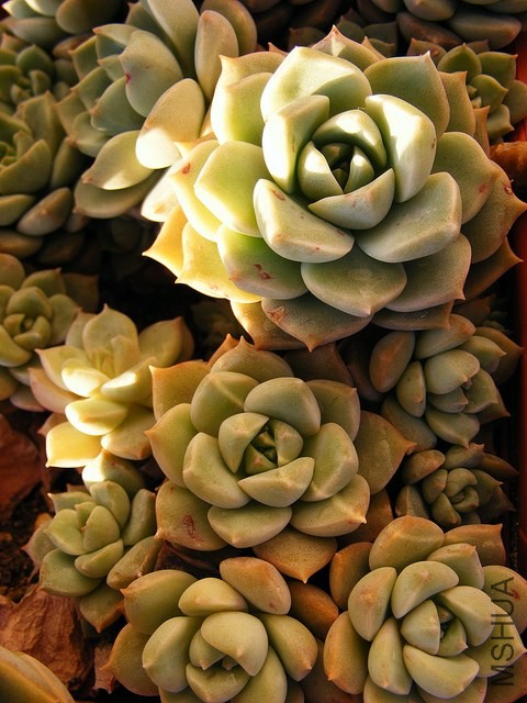5487148302_2742e60109_z.jpg