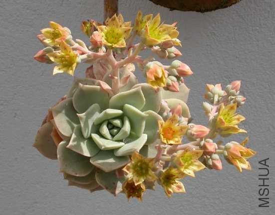 Graptoveria~0.jpg