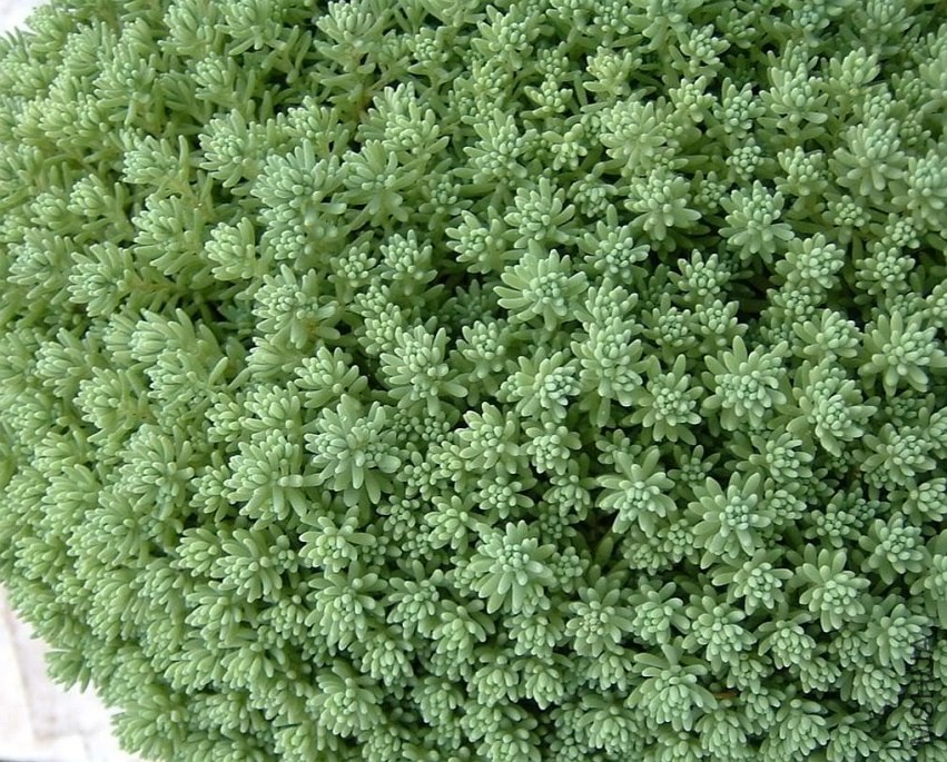 sedum-hispanicum.jpg